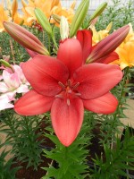 [4084 Armandale VZ No02.JPG]